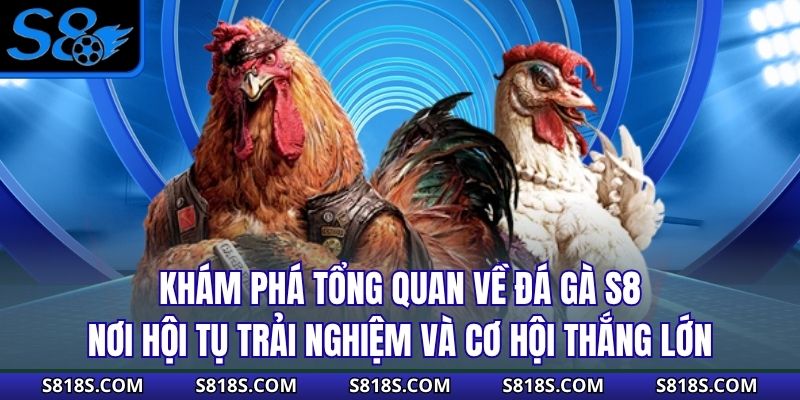 Khám phá tổng quan về đá gà S8 – nơi hội tụ trải nghiệm và cơ hội thắng lớn