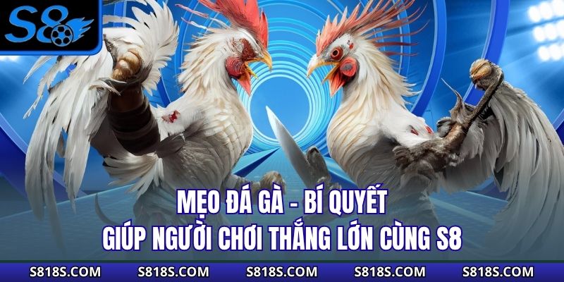 Mẹo Đá Gà – Bí Quyết Giúp Người Chơi Thắng Lớn Cùng S8