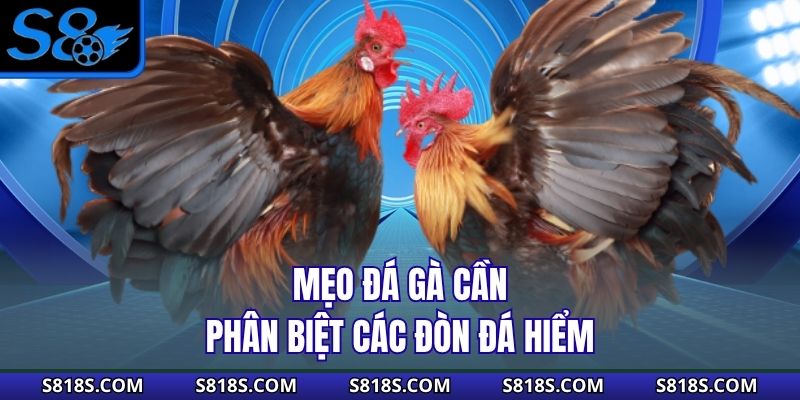 Mẹo đá gà cần phân biệt các đòn đá hiểm