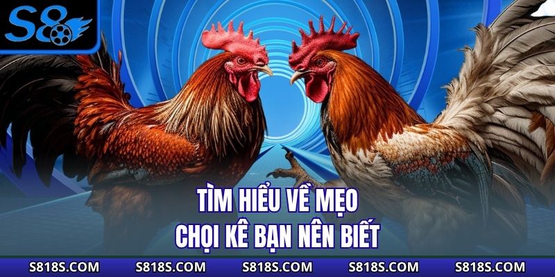 Tìm hiểu về mẹo chọi kê bạn nên biết